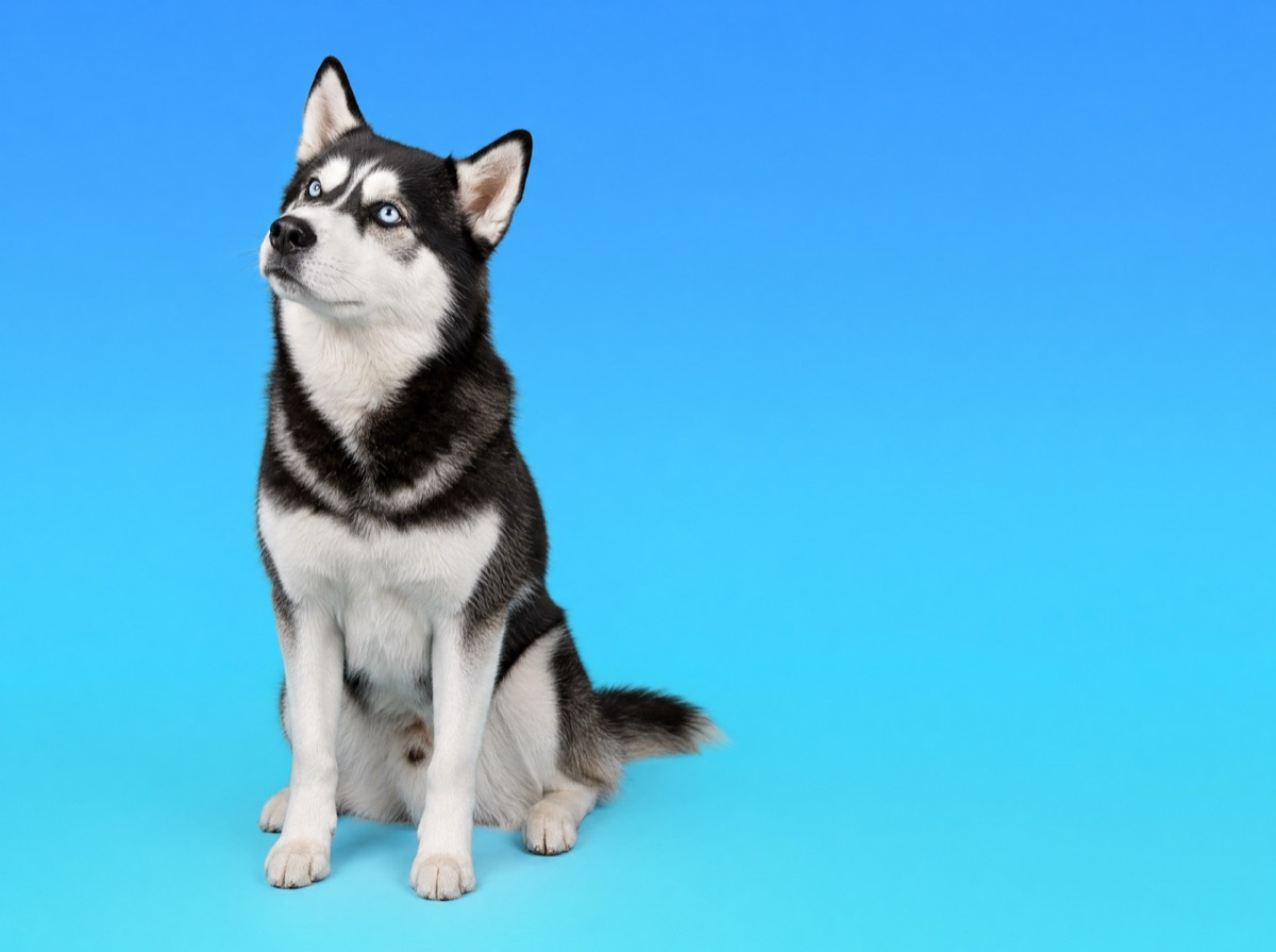 A husky resting, looking calm