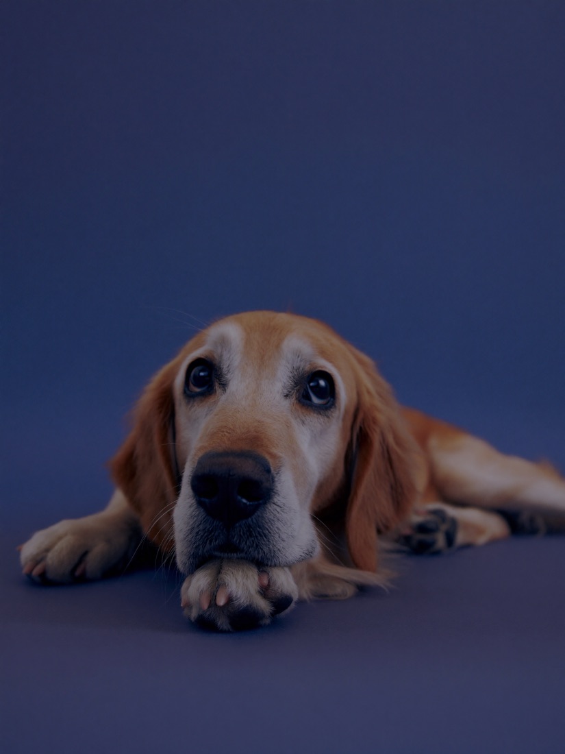 A golden retriever lying down with her chin low, looking up with a worried expression